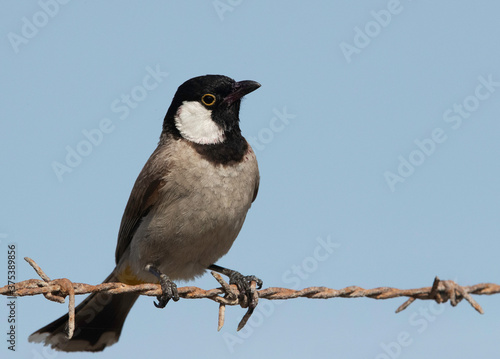 White cheeked bulbul perched on barbed wire, Bahrain