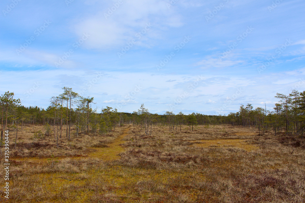 Summer landscape with northern bog in Finland. Colorful blue sky and small trees.