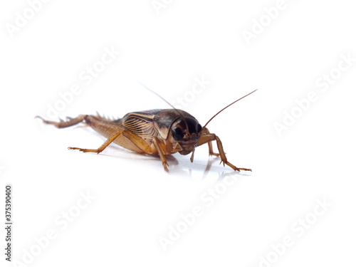Gryllidae,cricket isolated on white background.