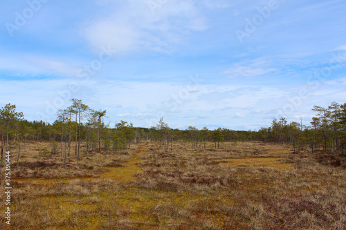 Fototapeta Naklejka Na Ścianę i Meble -  Summer landscape with northern bog in Finland. Colorful blue sky and small trees.