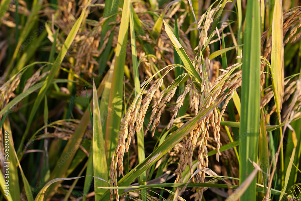Mature rice, the background of the rice field.