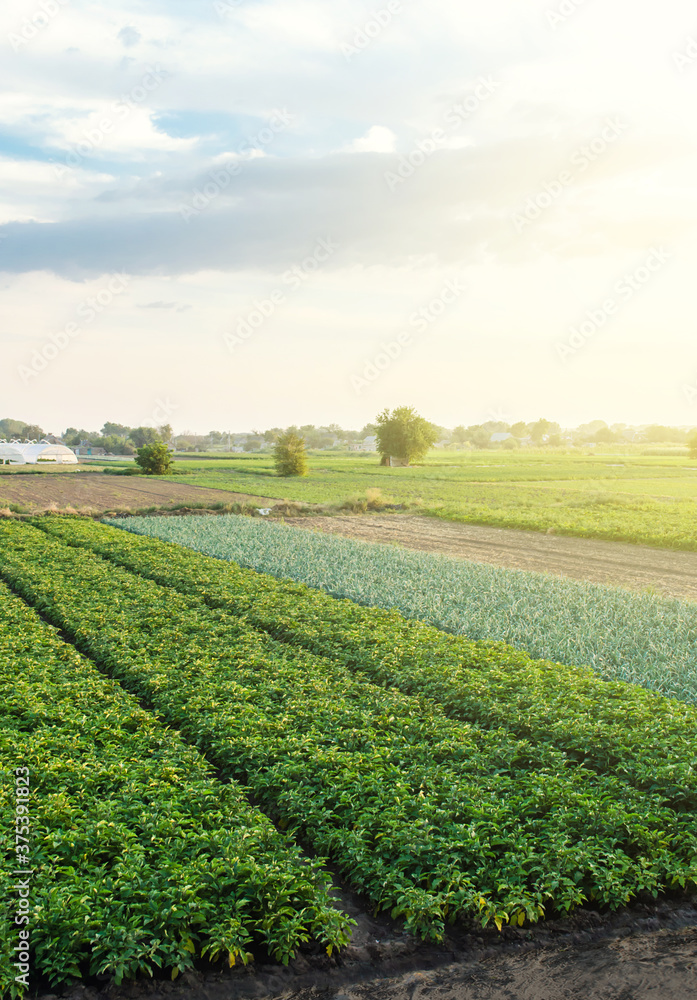 Landscape with many farming agricultural fields. Growing food on farm. Aerial view of beautiful countryside farmland. Agroindustry and agribusiness. Wonderful european summer countryside landscapes.