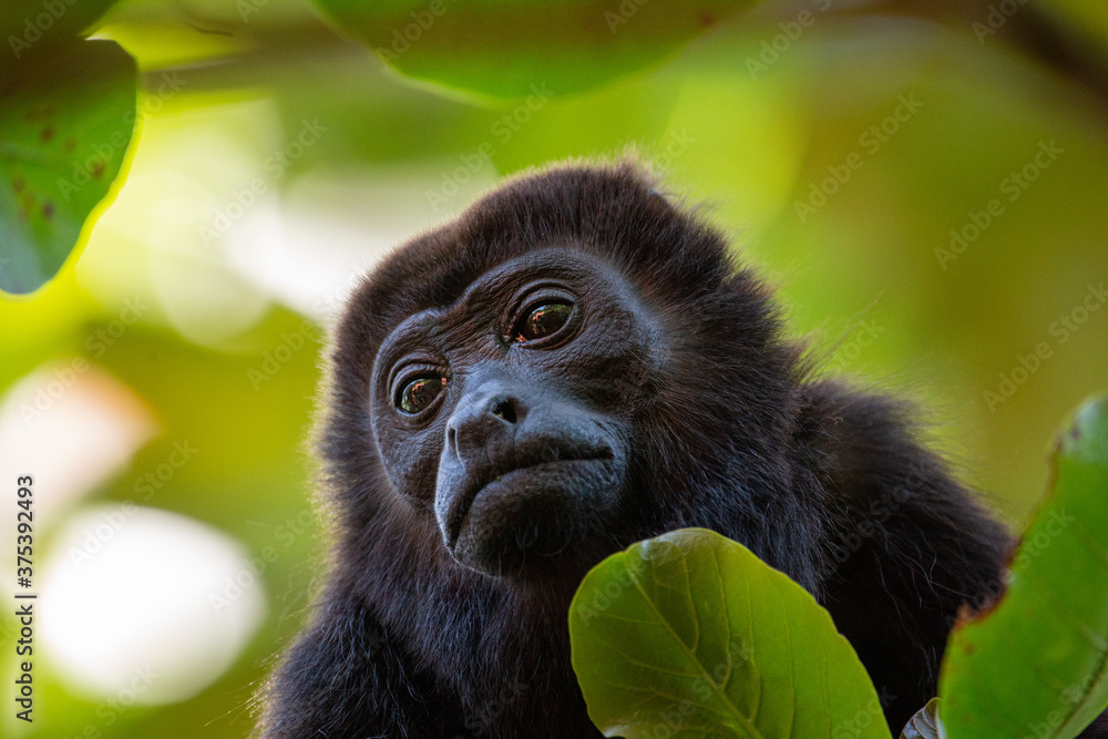 Obraz premium Mantled Howler Monkey in a tree