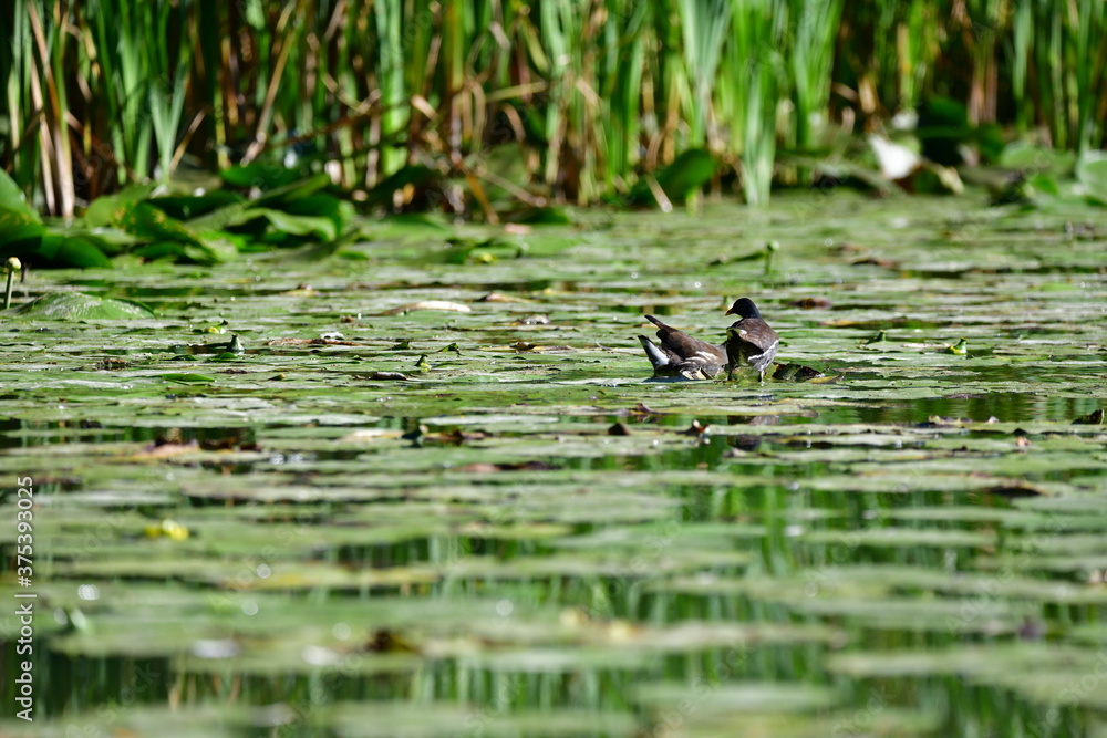 wild ducks swim on the river wild ducks swim on the river