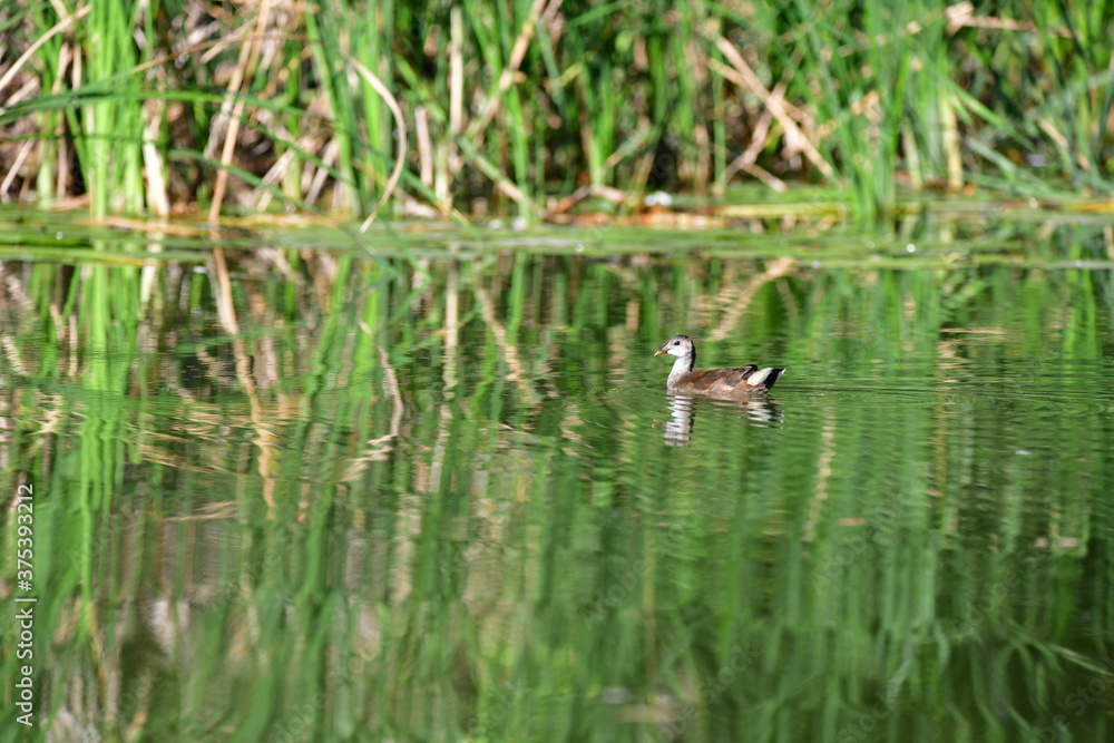 wild ducks swim on the river wild ducks swim on the river