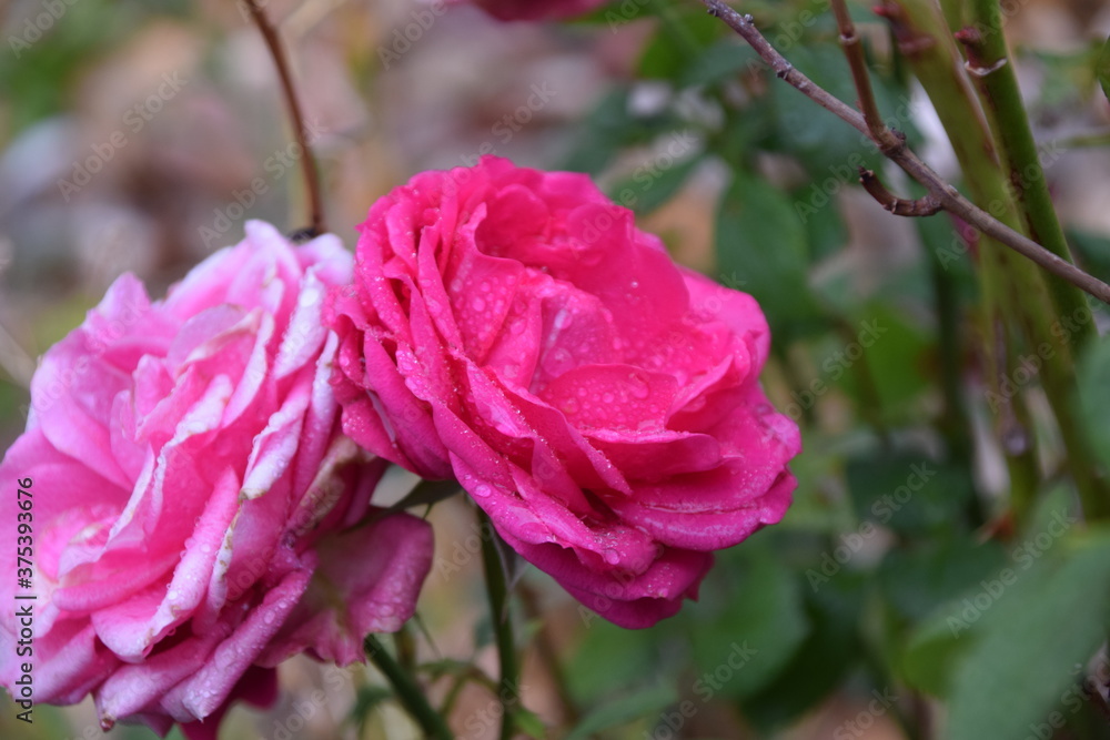 Fototapeta premium Rosa rosa del jardín abierta