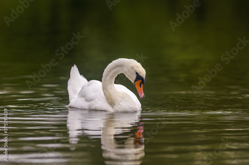 a Young swan swims elegantly on a pond © Mario Plechaty