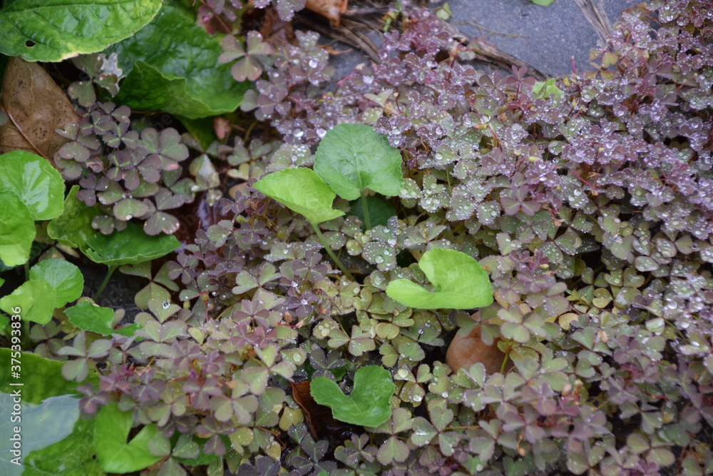 Hojas de planta violeta y tréboles mojadas por la lluvia Hojas de planta violeta y tréboles mojadas por la lluvia