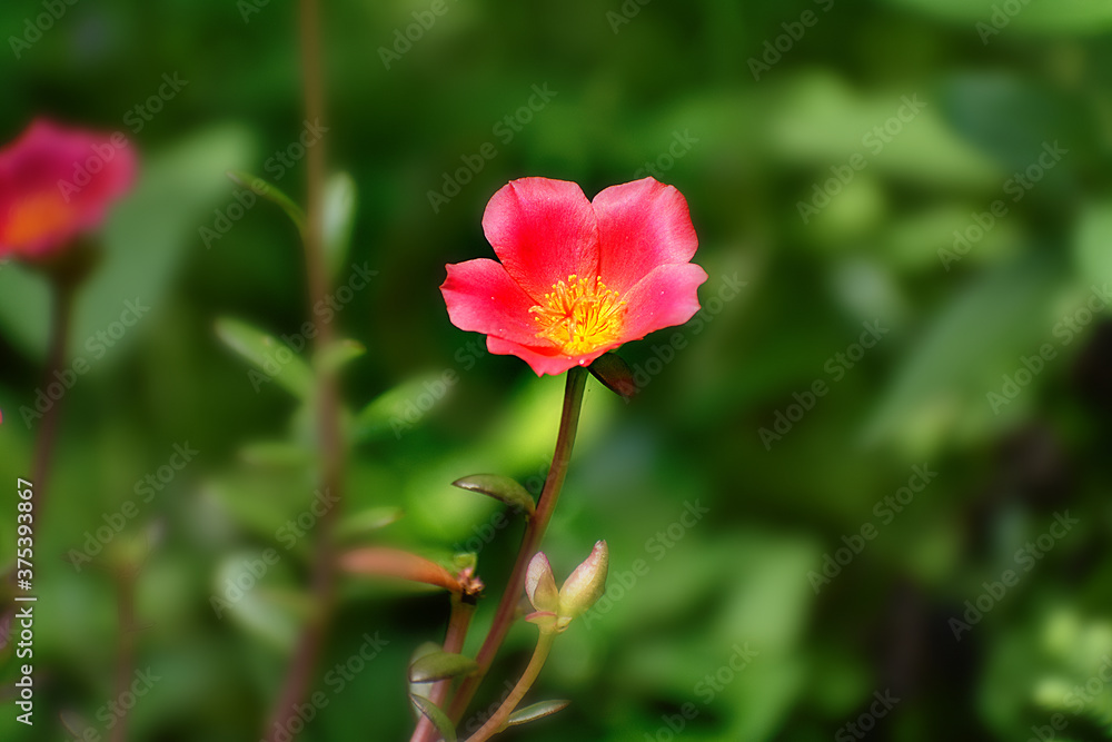 Red wild flower in green background
