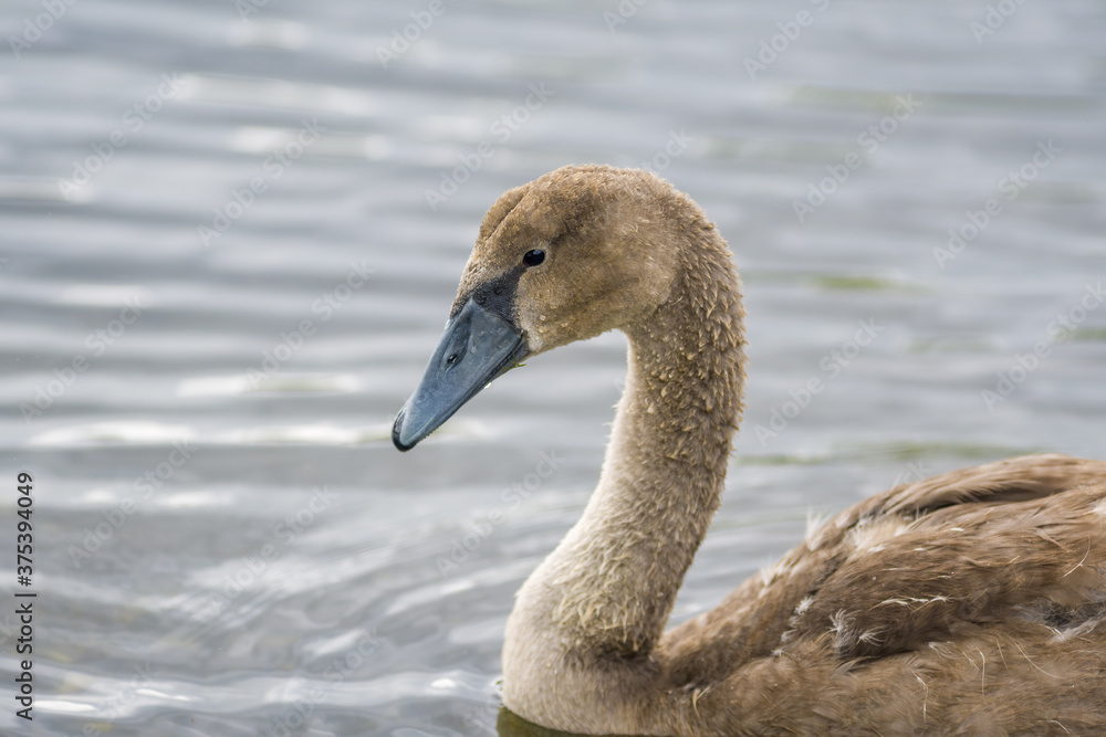 a Young swan swims elegantly on a pond a Young swan swims elegantly on a pond