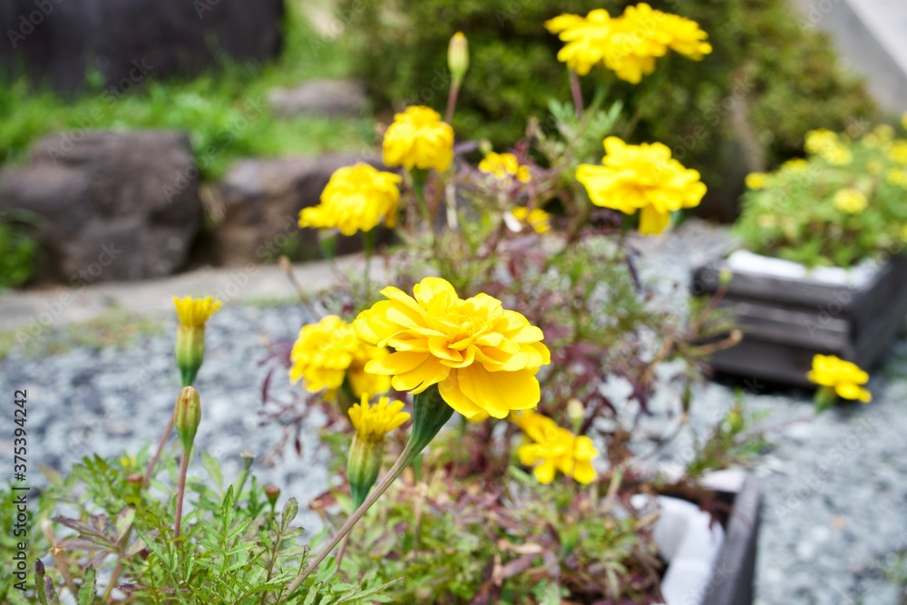 Yellow flower on a garden in Japan.
