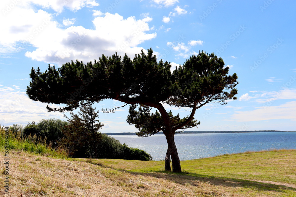 Tree with a View Tree with a View