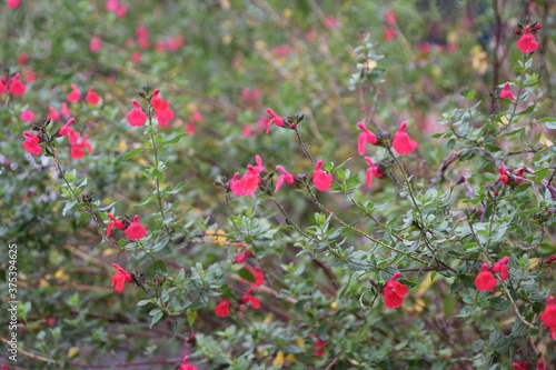 Conjunto de flores rosas del jardin