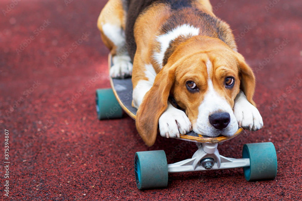 Sad dog, beagle breed lies on a board for a skateboard or longboard.  Sadness pet Photos | Adobe Stock
