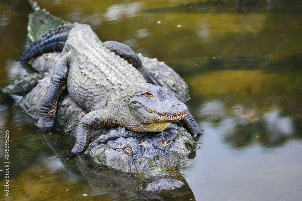 Alligator and her baby crocodile pose  in the swamp - Florida, United States