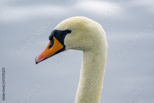 Fototapeta Naklejka Na Ścianę i Meble -  a Young swan swims elegantly on a pond