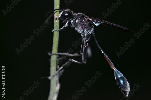 Close-up of  black mud dauber wasp 