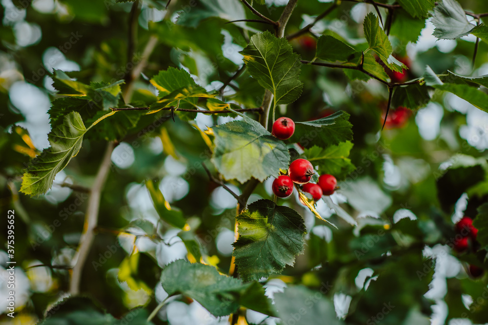 Red berries of hawthorn on green tree. Copy space.