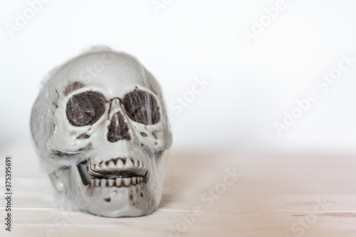 Skull with spider web with copy space