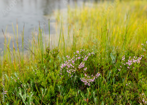 traditional bog vegetation with grass, mosses and lichens in the rain, foggy and rainy background