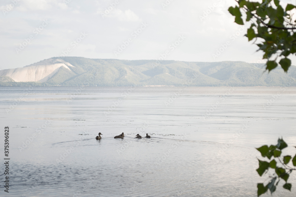 Naklejka premium ducks on the river, Volga