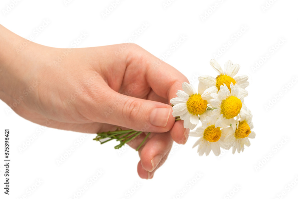 Bouquet of daisies isolated on white. Bouquet of daisies isolated on white.