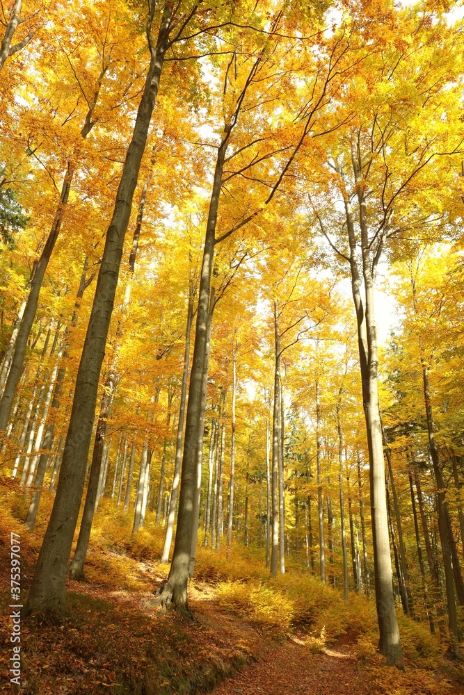 Obraz premium Beech Forest in the orange colors of autumn
