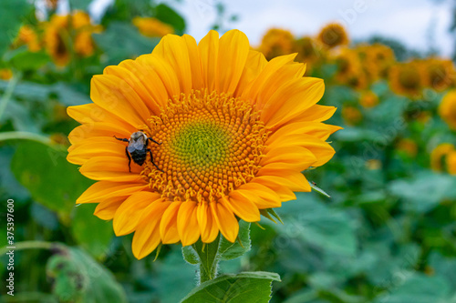 Bright yellow flowering sunflowers in farm field on sunny summer day photo