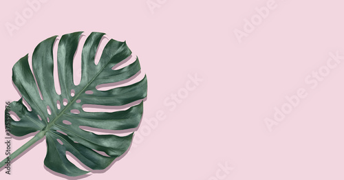 Single leaf of monstera on a pale pink background