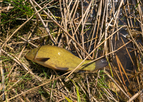 photography with tench on lake grass  fisherman catch  catch and release concept  summer