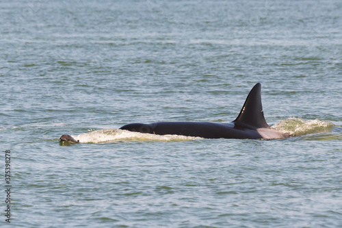 A transient orca of the T36A pod (possibly T36A1 aka Tierna) pursuing a young harbour porpoise off the coast of Point Roberts, Washington. 