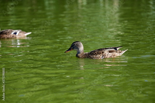 wild ducks swim on the river
