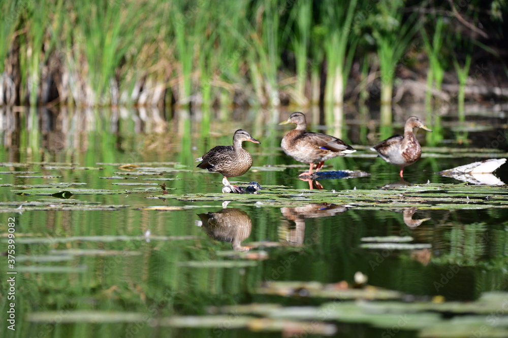 wild ducks swim on the river wild ducks swim on the river
