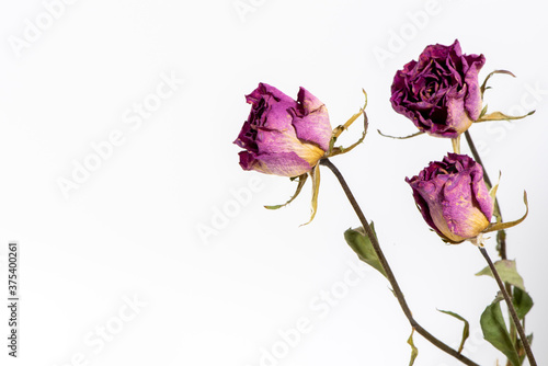 バラのドライフラワー