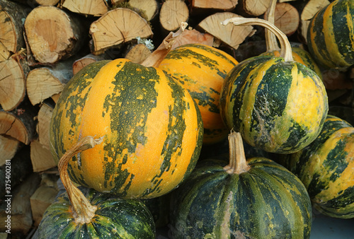 Heap of yellow and green pumpkins with pile of the chopped wood logs in background