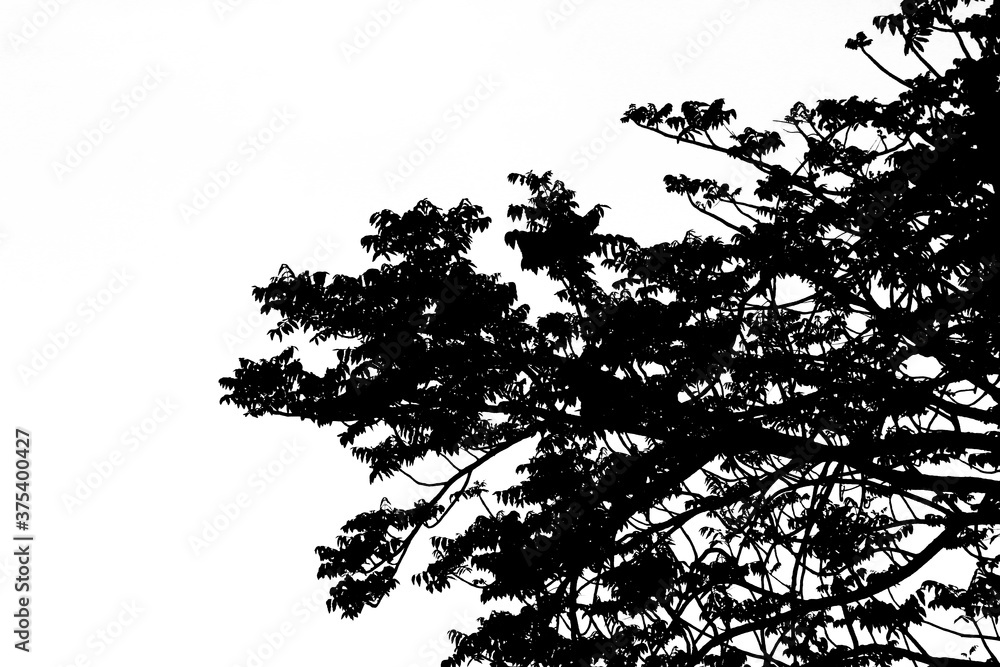 branches of a tree isolated on white background