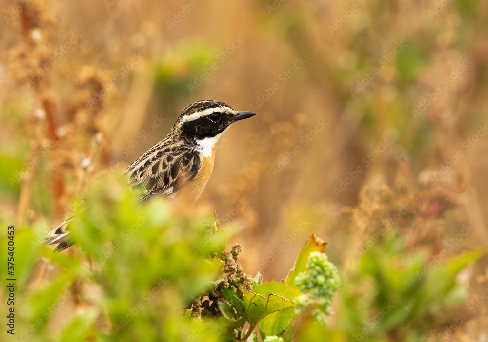 Whinchat in a bush at Hamala, Bahrain Whinchat in a bush at Hamala, Bahrain