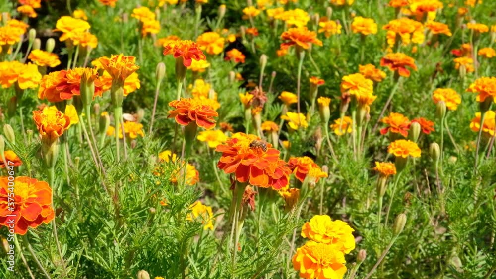 a bee collects nectar from marigold flowers in a flower bed a bee collects nectar from marigold flowers in a flower bed