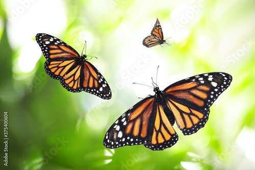 Beautiful monarch butterflies flying in green garden