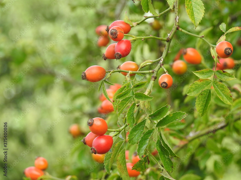 red berries of a bush