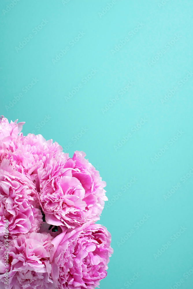 Pink peony flower on blue background. Copy space. Floral composition. Wedding, birthday, anniversary bouquet. Woman day, Mother's day. Macro of peonies flowers Pink peony flower on blue background. Copy space. Floral composition. Wedding, birthday, anniversary bouquet. Woman day, Mother's day. Macro of peonies flowers