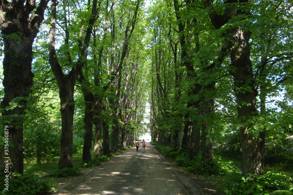 alley in the park alley in the park