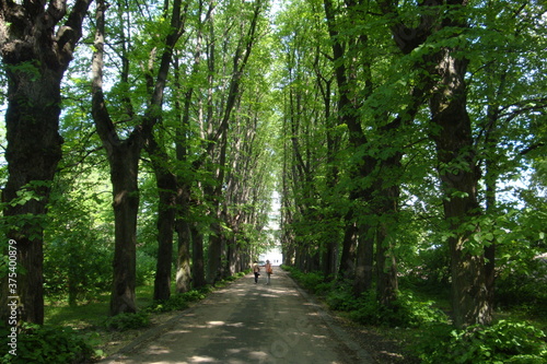 alley in the park
