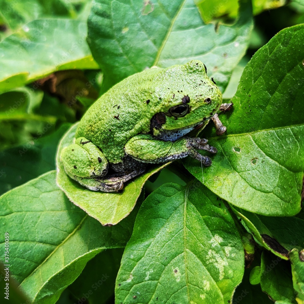 Obraz premium Tree Frog 