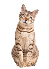 Cute Bengal cat or kitten looks pensively and plaintively at camera and is isolated against white background