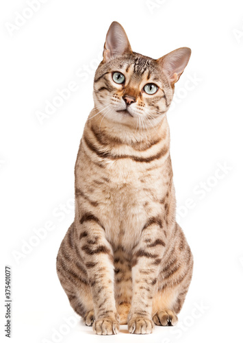 Cute Bengal cat or kitten looks pensively and plaintively at camera and is isolated against white background
