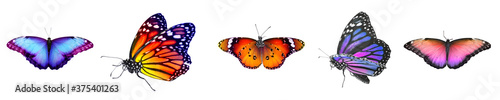 Collection of amazing bright butterflies isolated on white. Banner design © New Africa