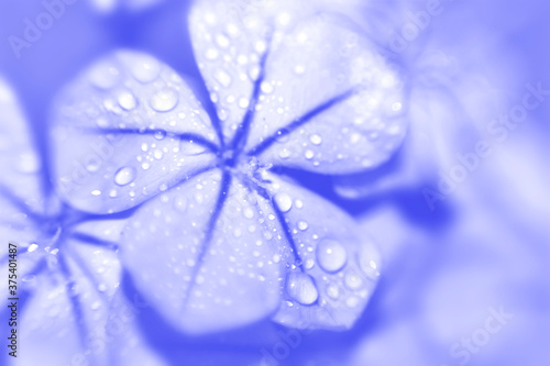 water drops on a petal