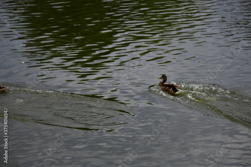 wild ducks swim on the river © Elena Bandurka