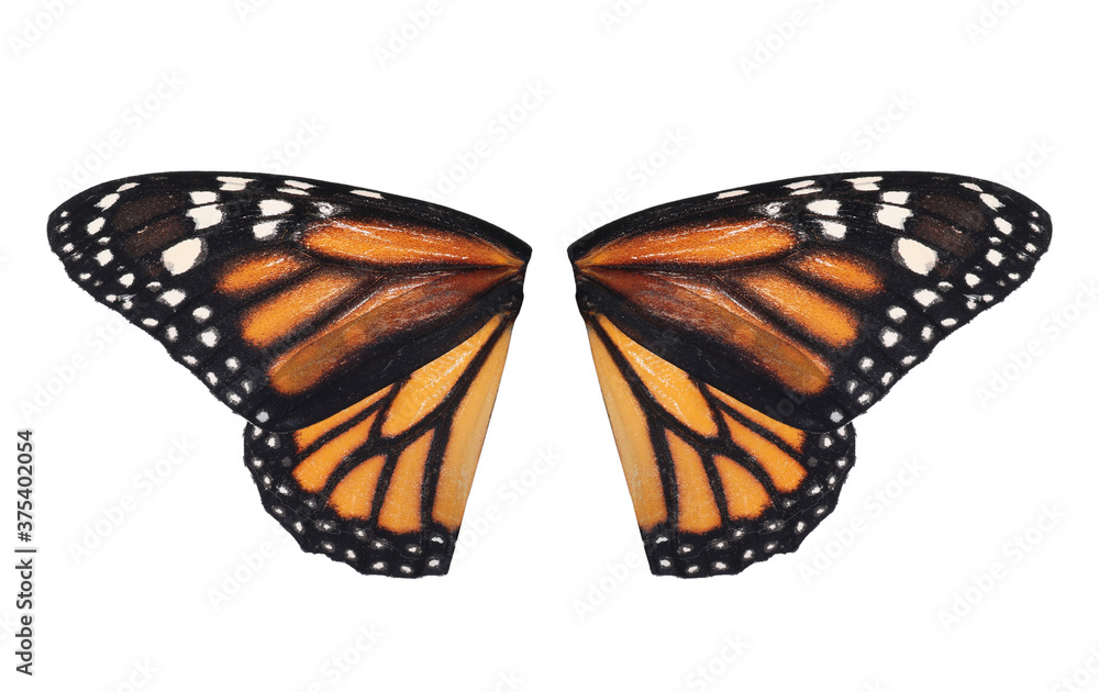 Obraz premium Beautiful monarch butterfly wings on white background